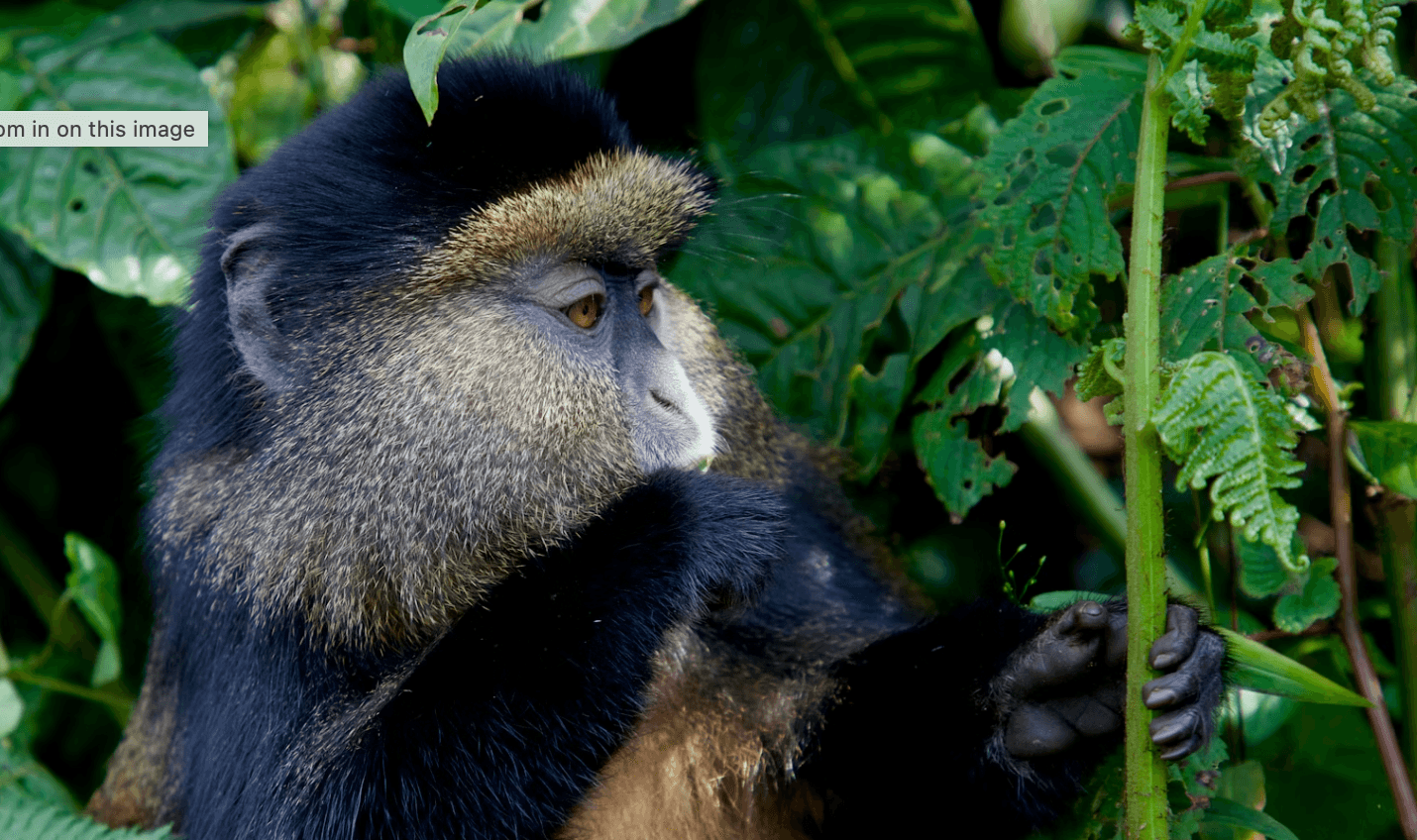 05 Days Gorillas & Golden Monkeys Tour Uganda