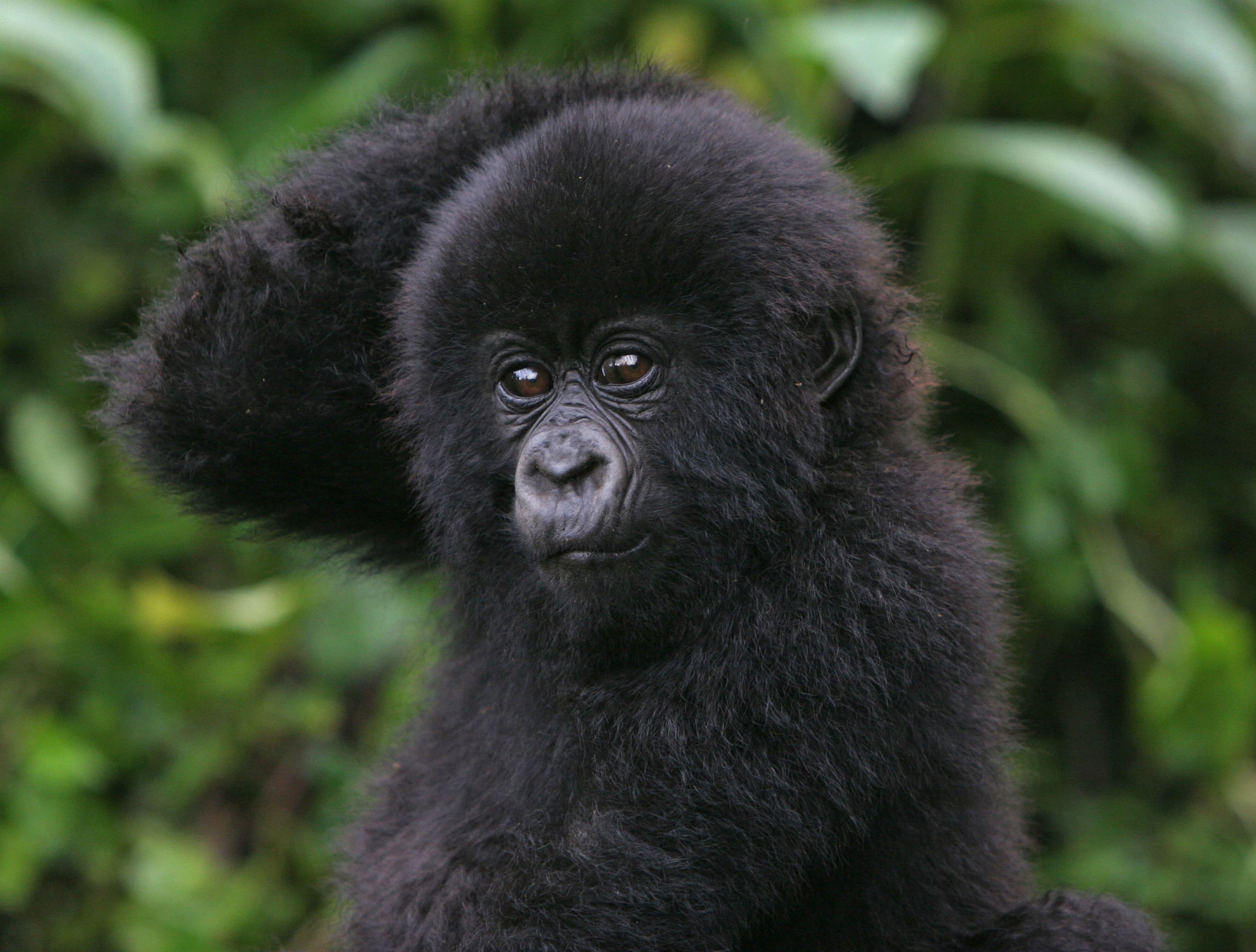 Mountain gorilla in Bwindi