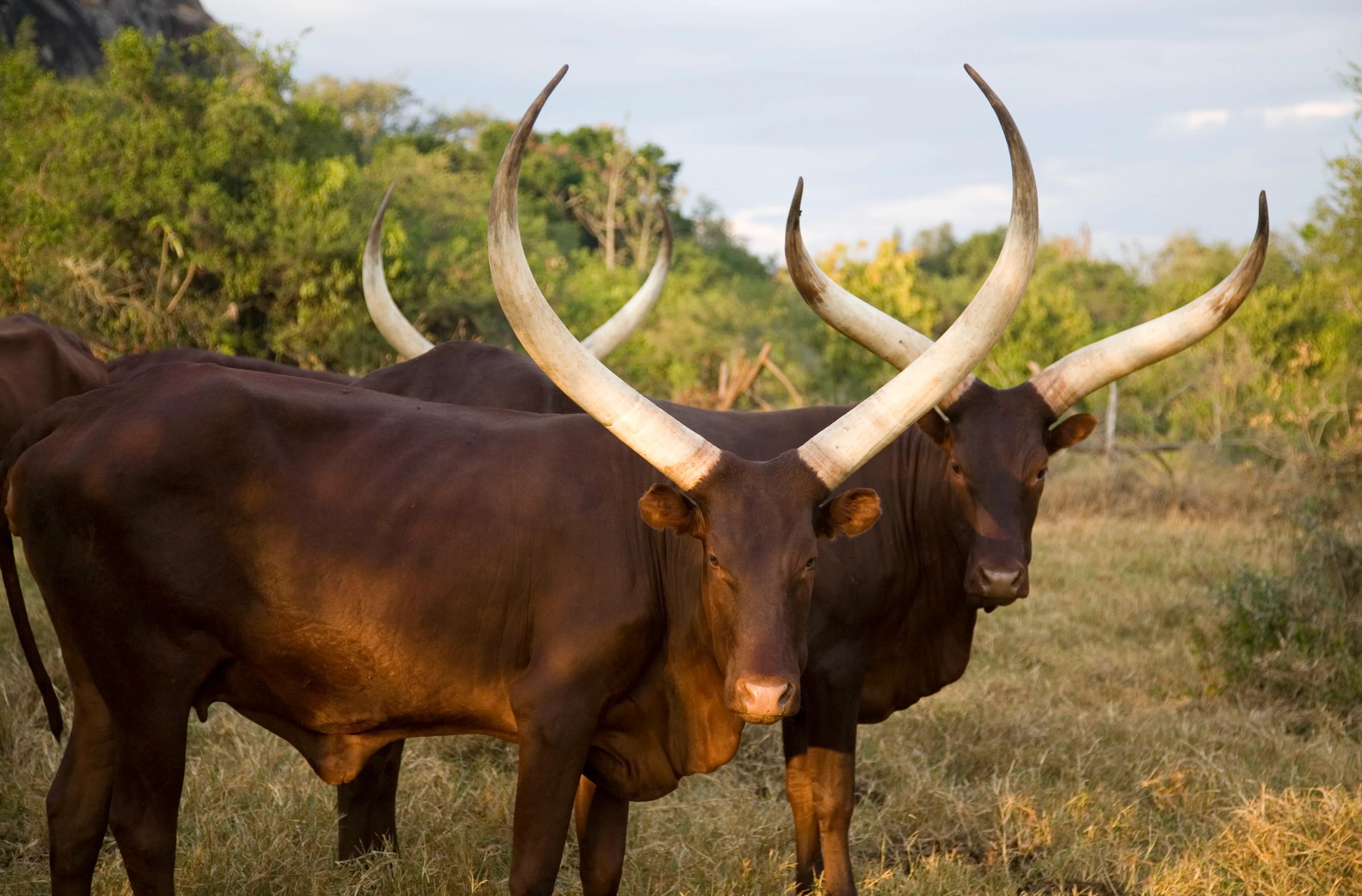 Long-horned Ankole cattle in a misty valley