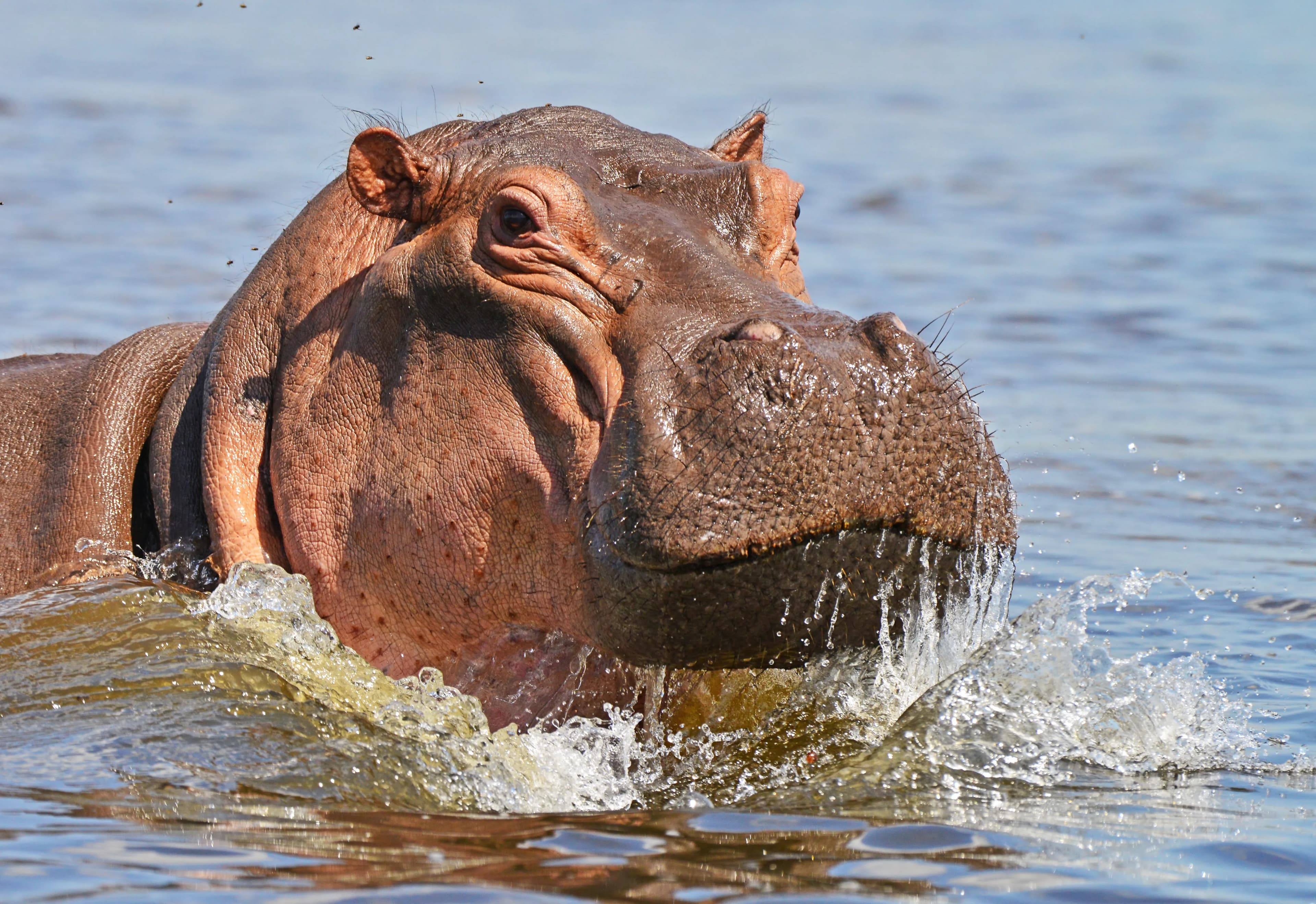 Hippo in Lake