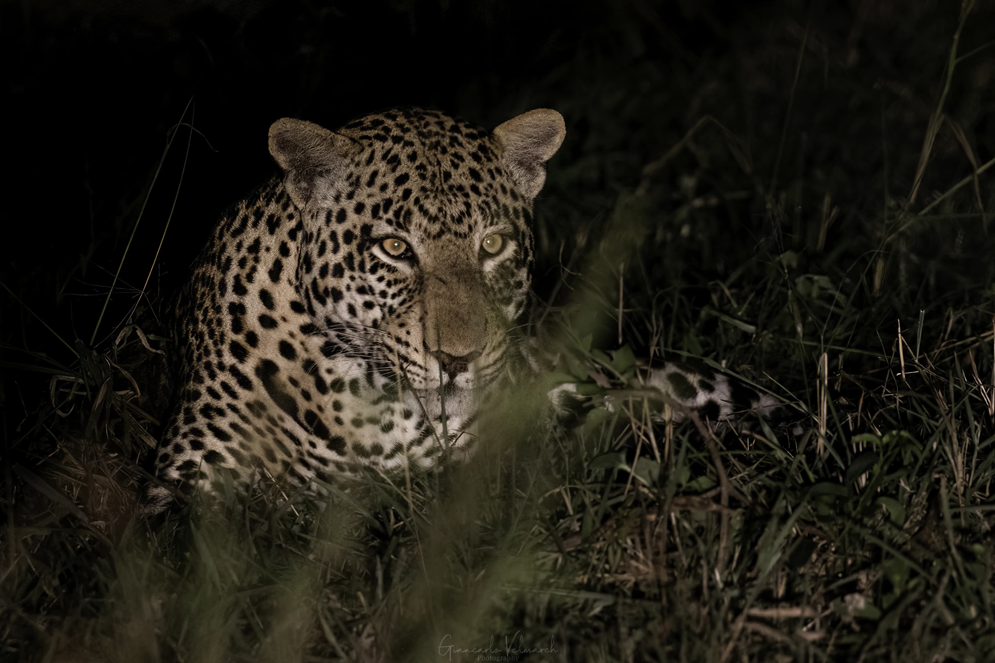 Fly-In & Private Safaris