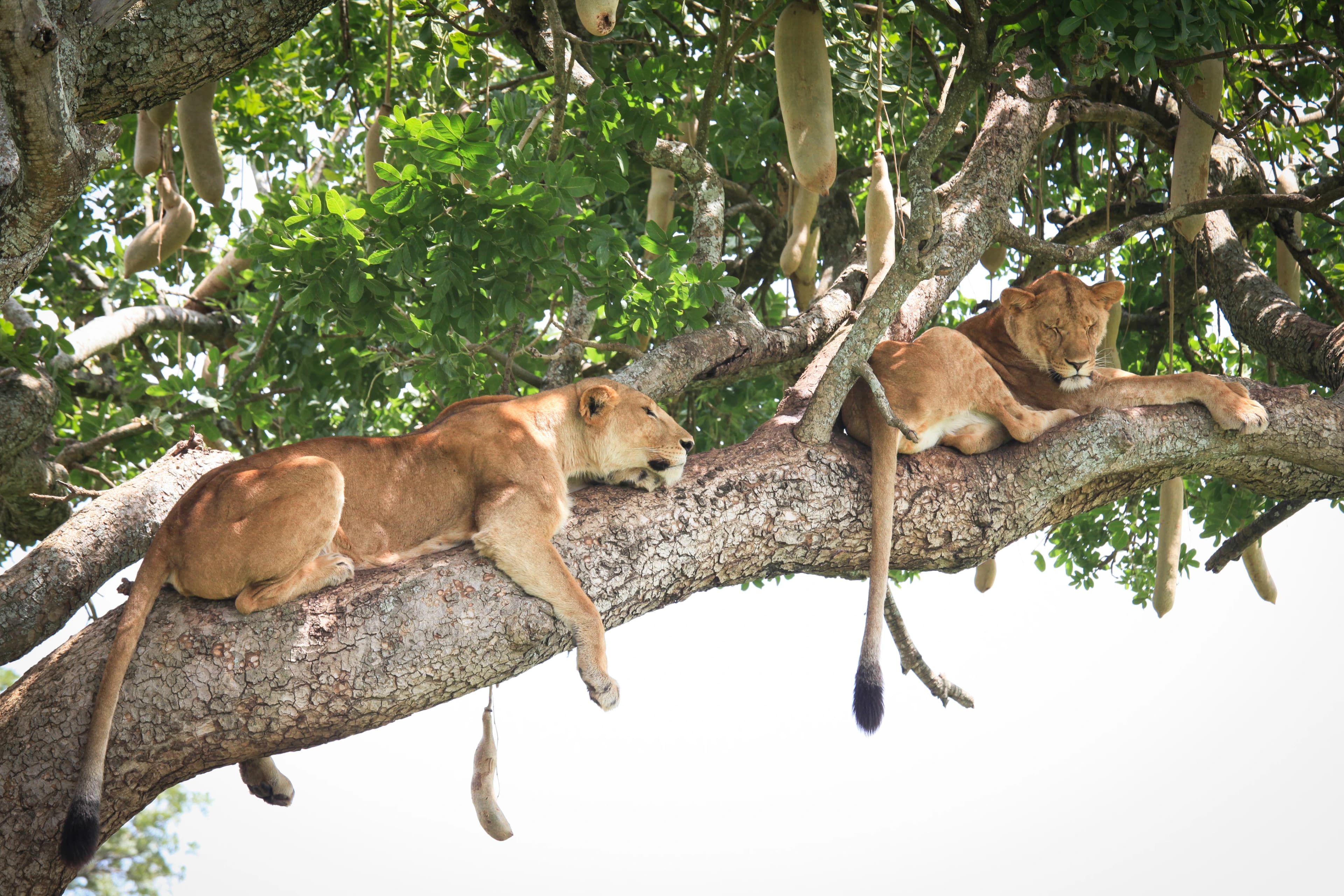 lions-on-tree.webp